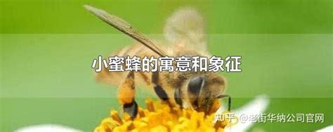 蜜蜂代表什么|蜜蜂的象征意义是什么？